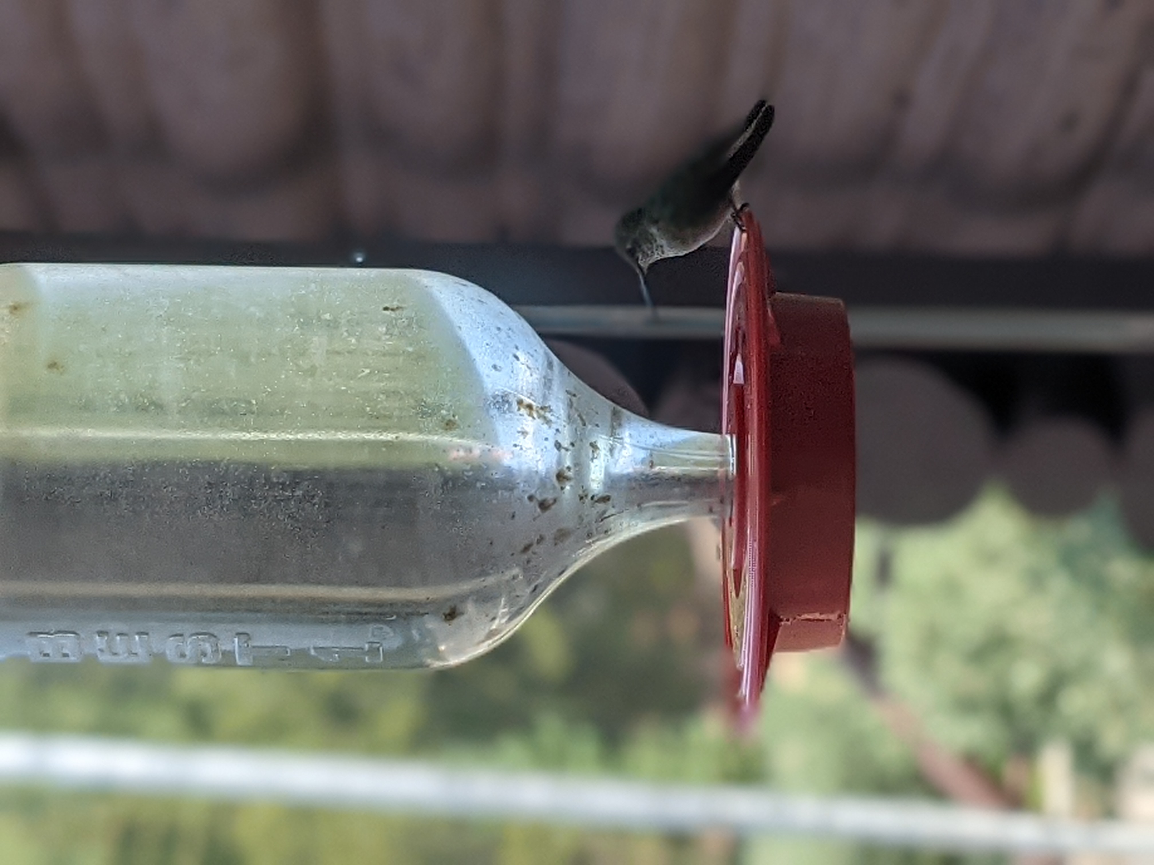 PXL 20210805 173251293.PORTRAIT