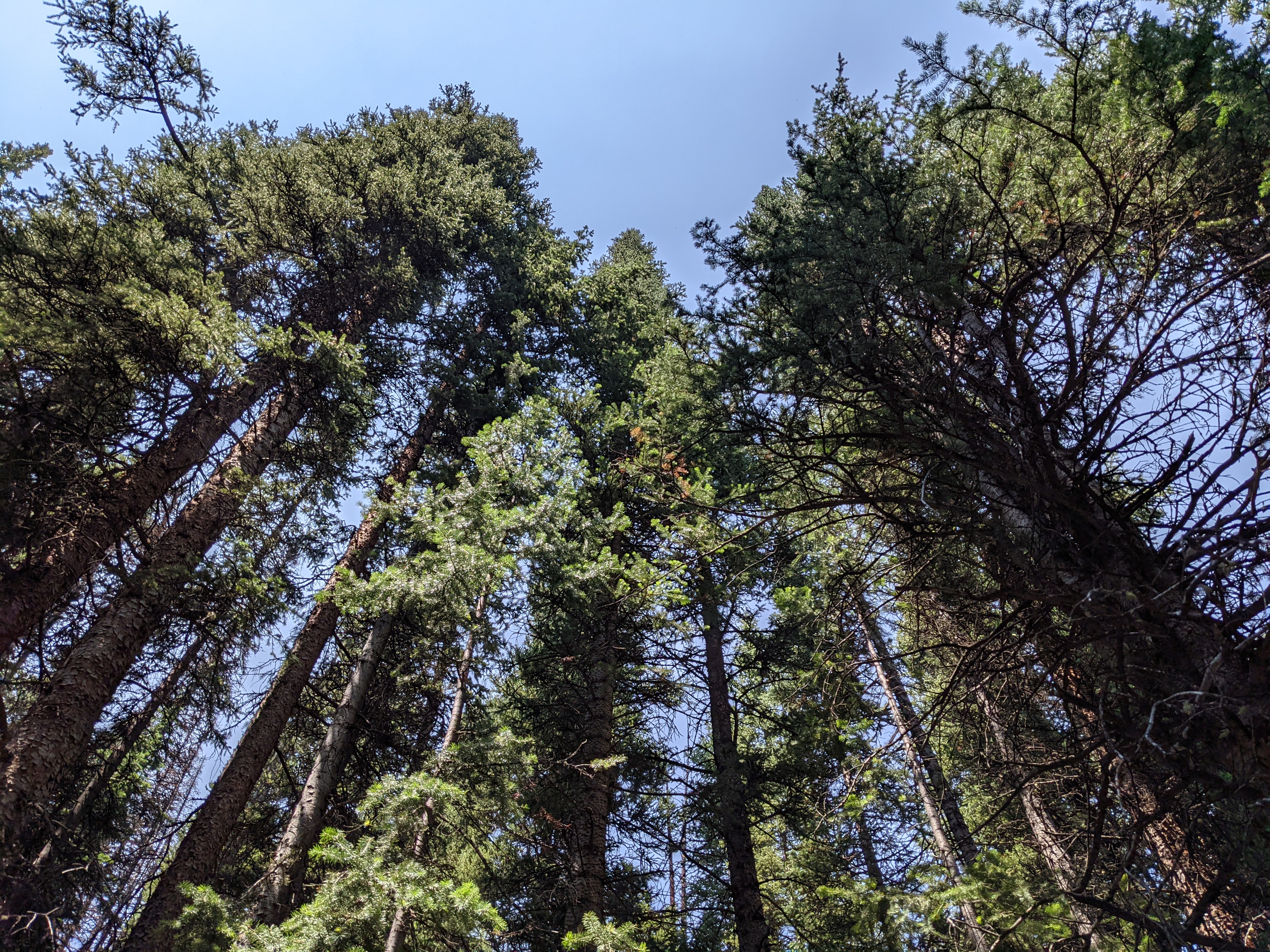 PXL 20210808 182223524