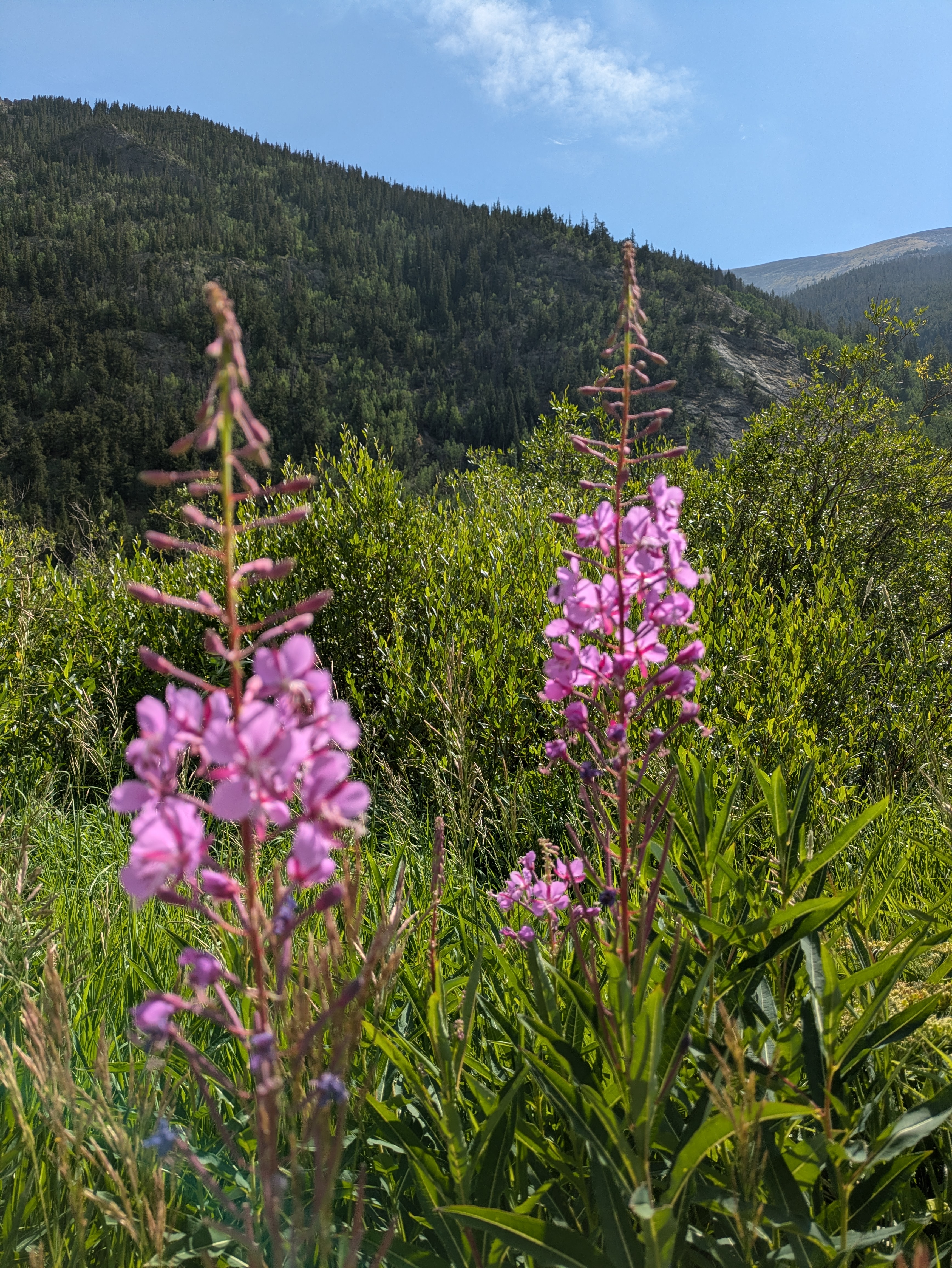 PXL 20240804 160738537