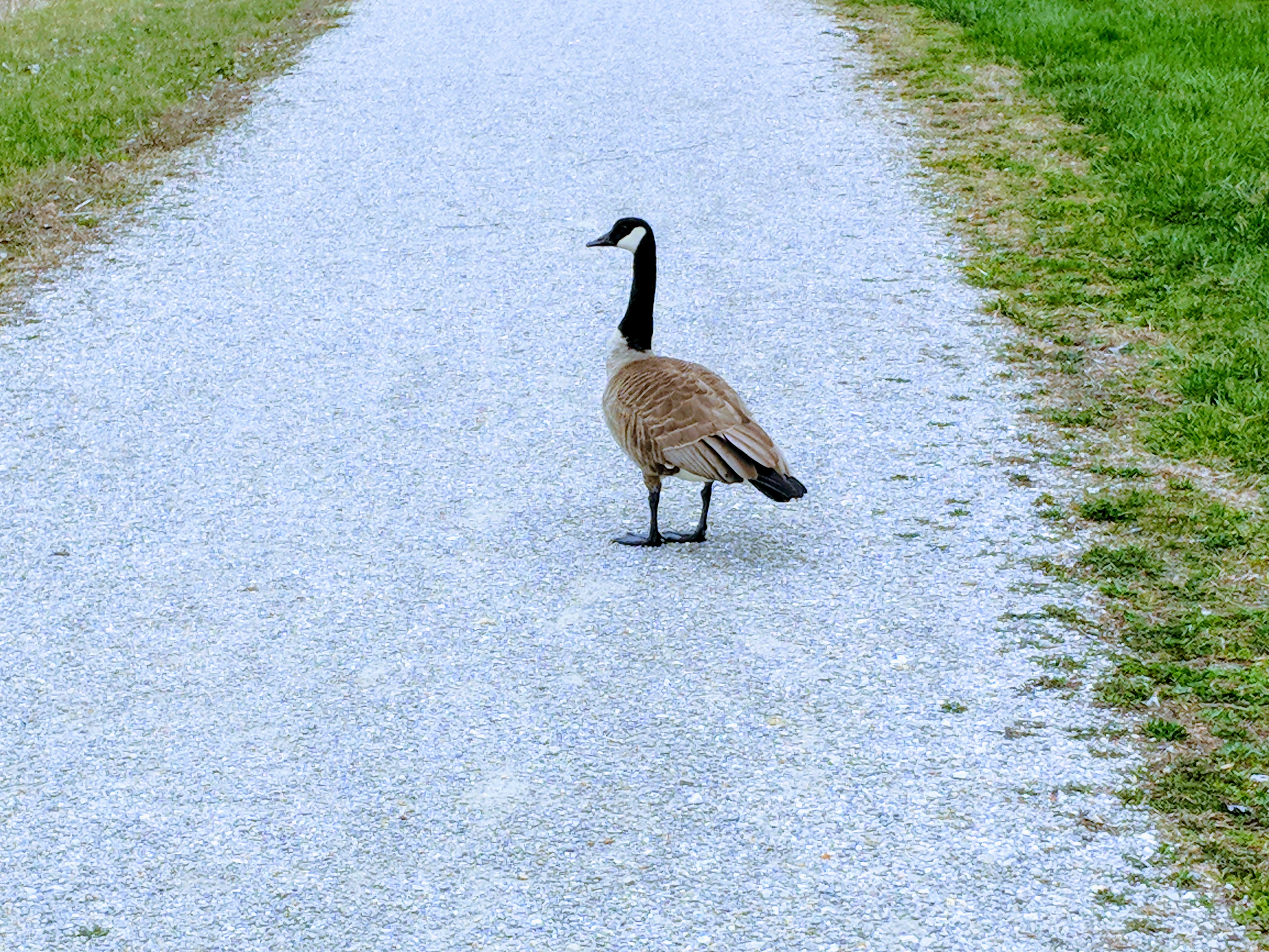 IMG 20180401 122925 EFFECTS