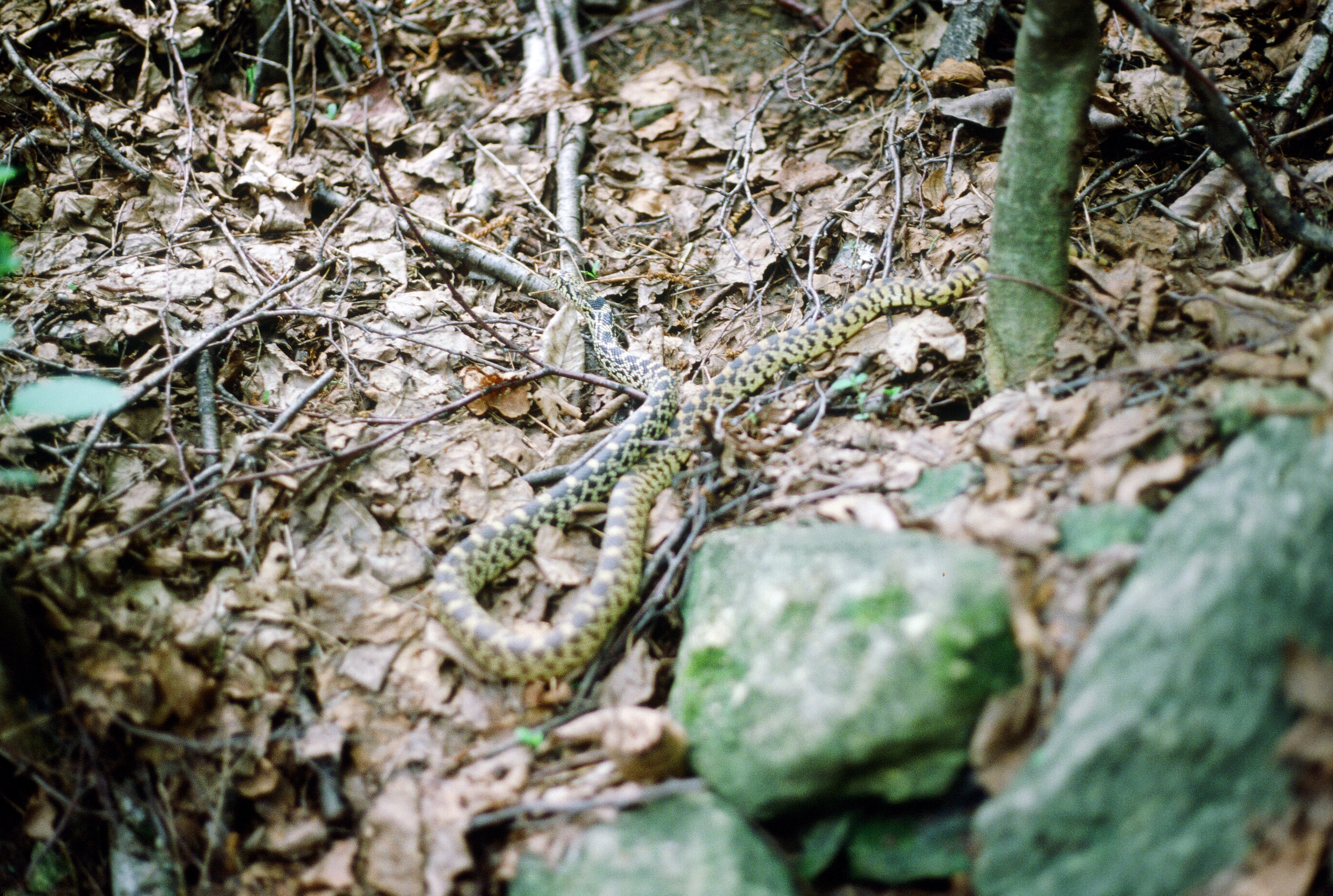 00494 s 15amyghxq60494