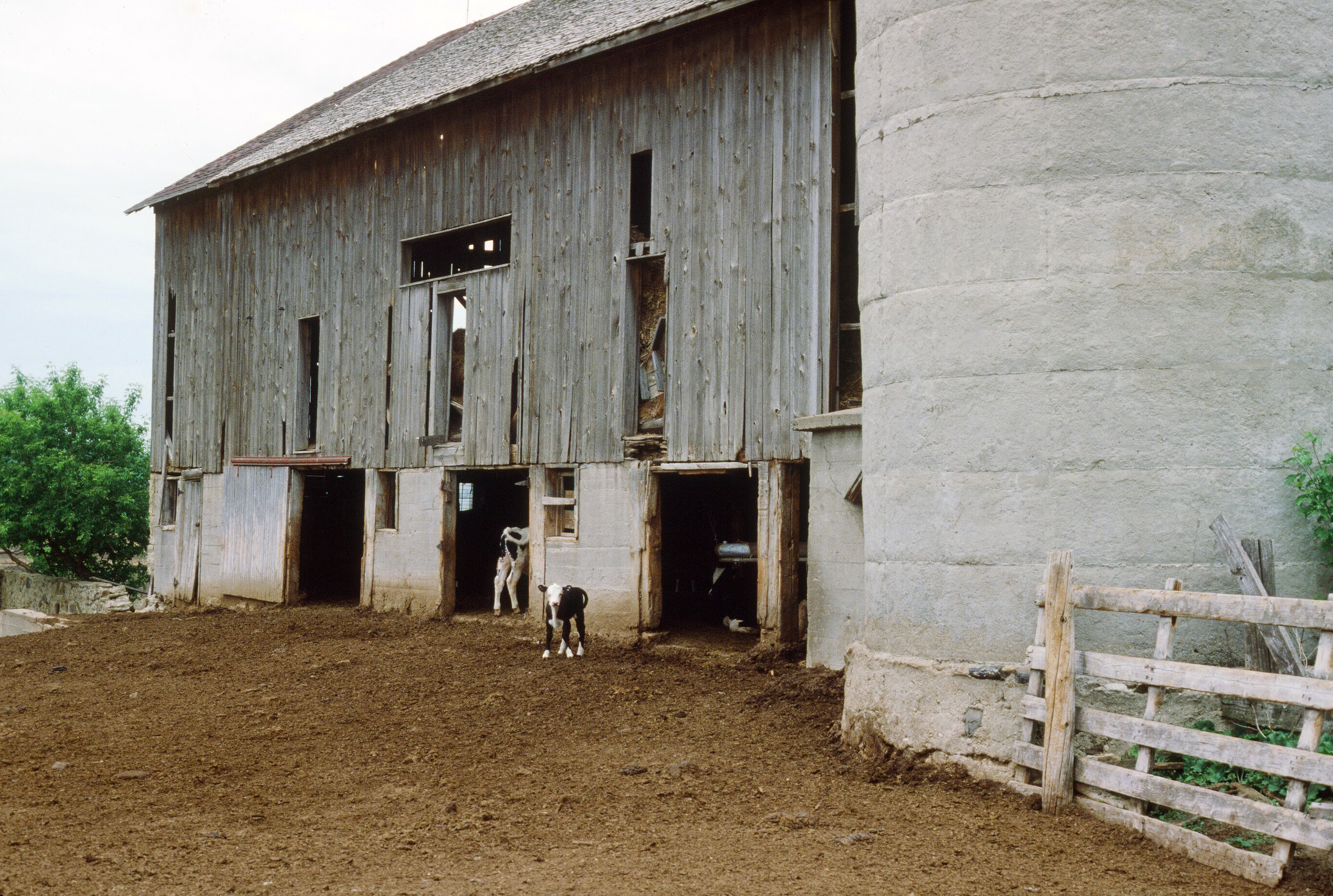 00502 s 15amyghxq60502