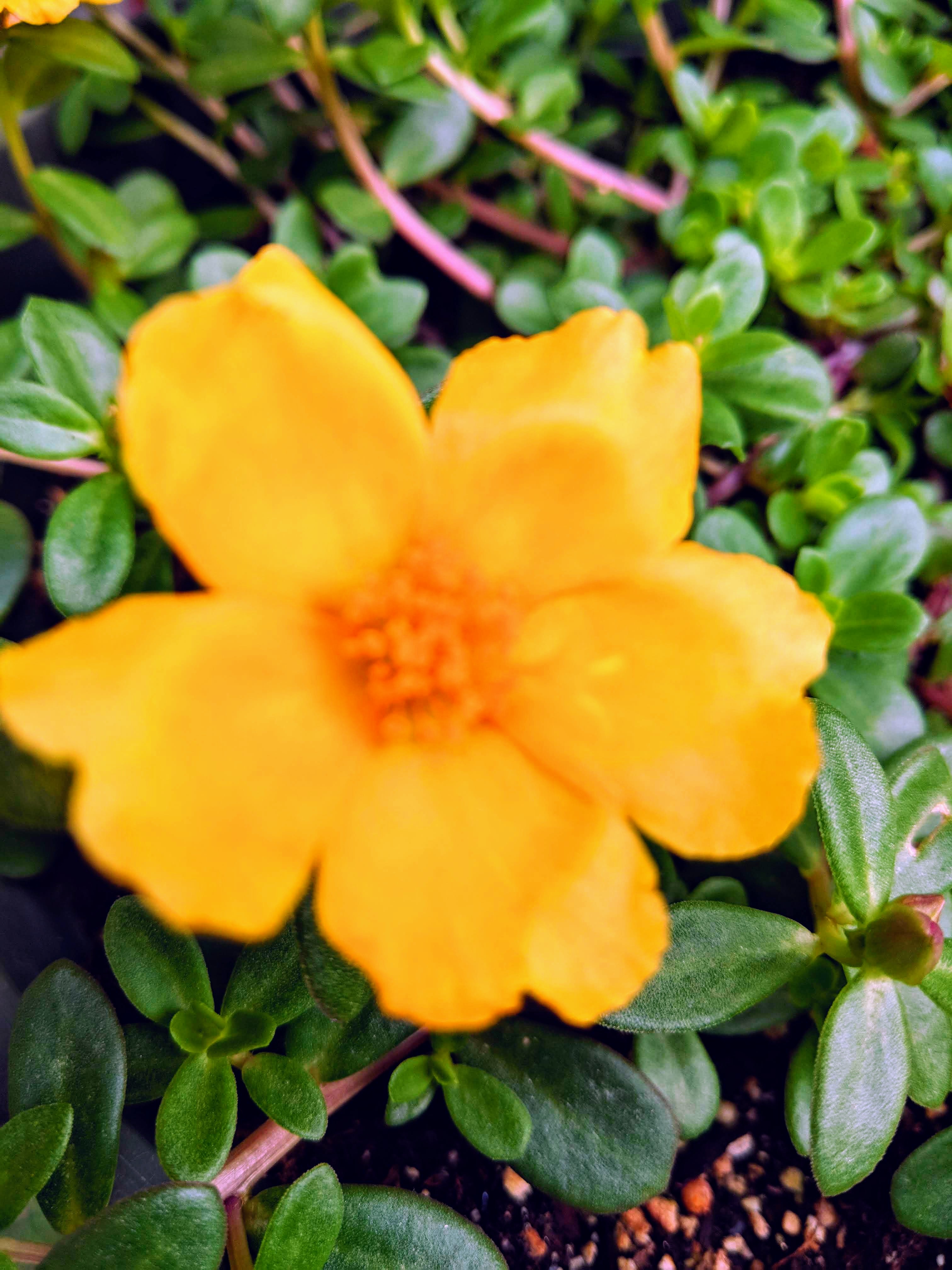 IMG 20180613 091107 EFFECTS