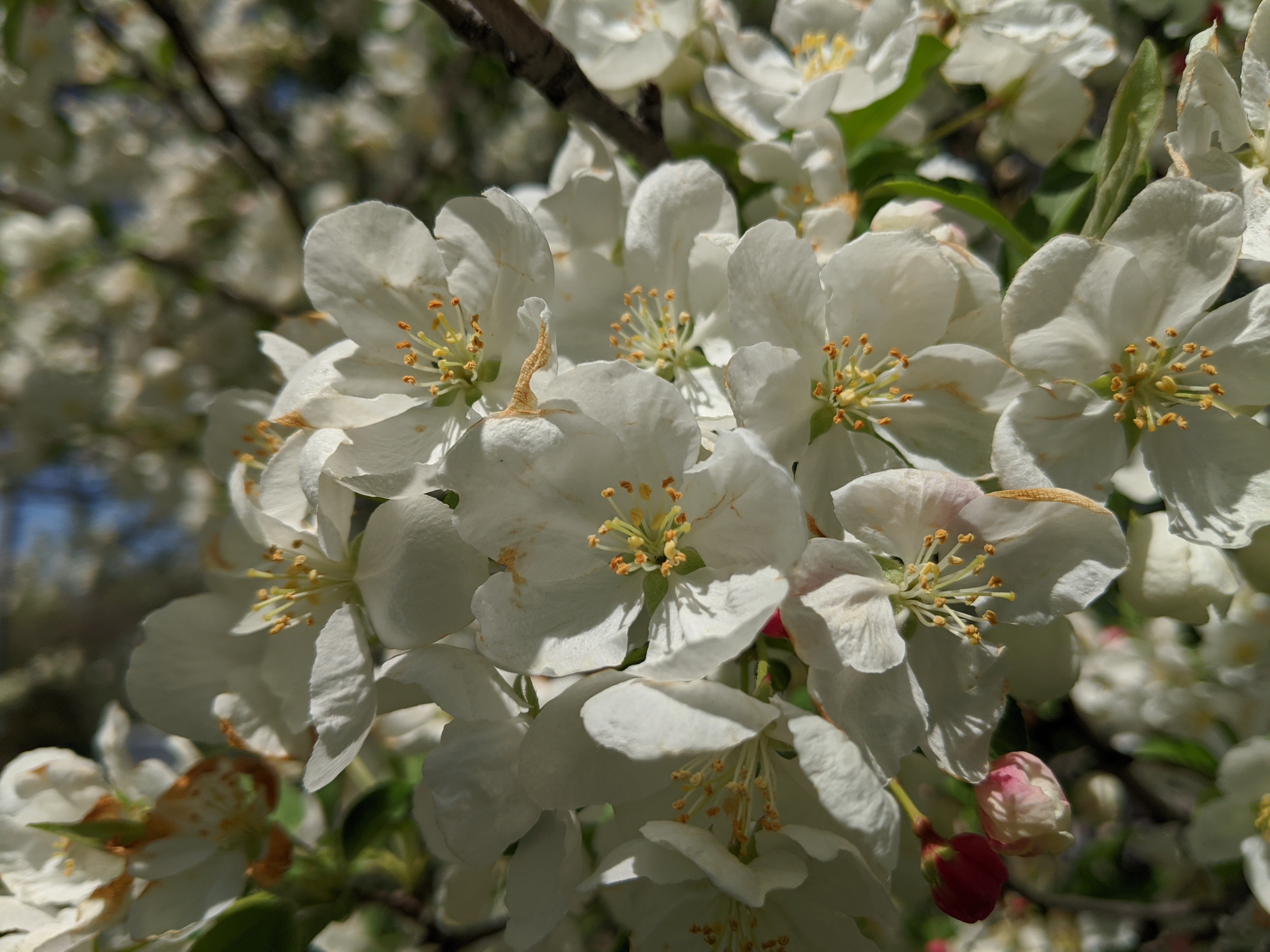 IMG 20200418 135645 EFFECTS