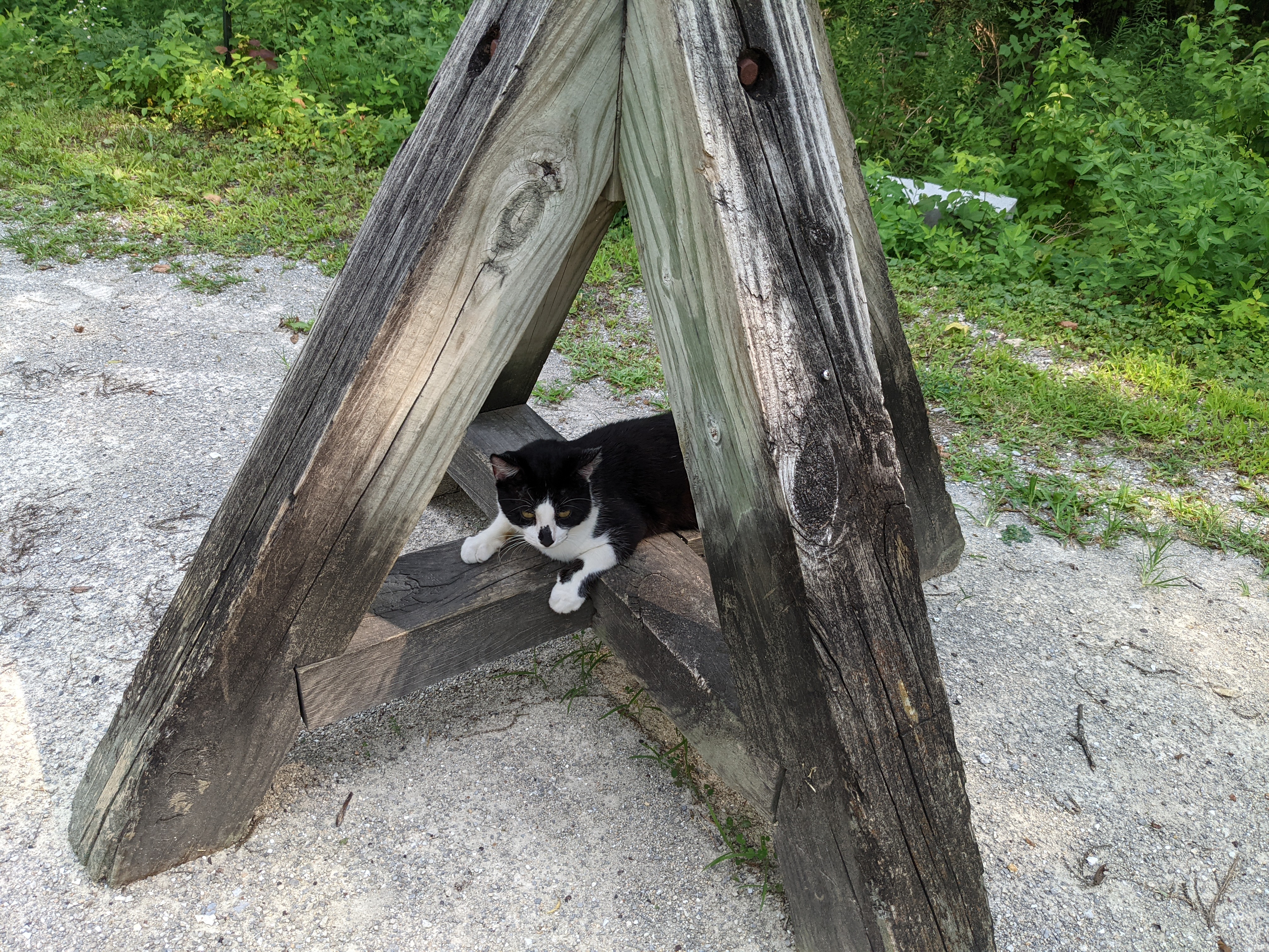 PXL 20210801 211556243