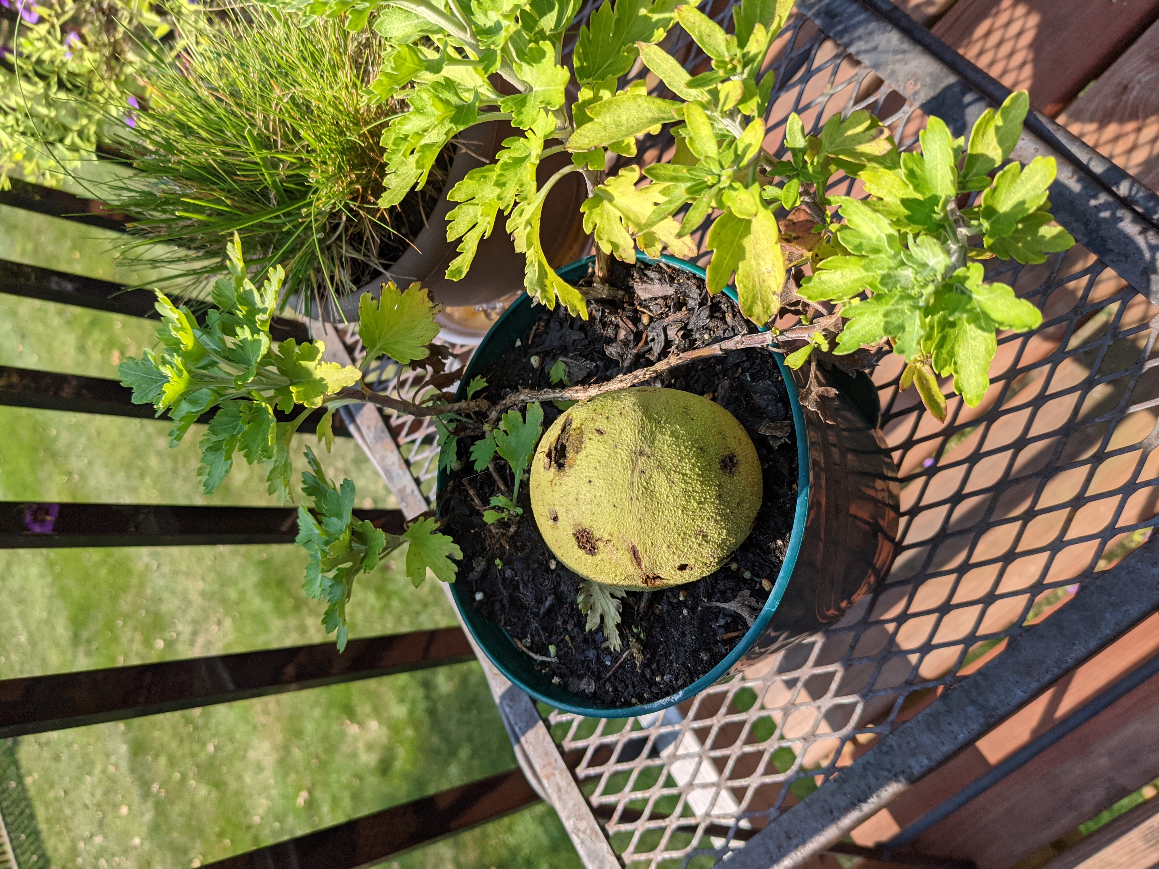 PXL 20210910 171957563