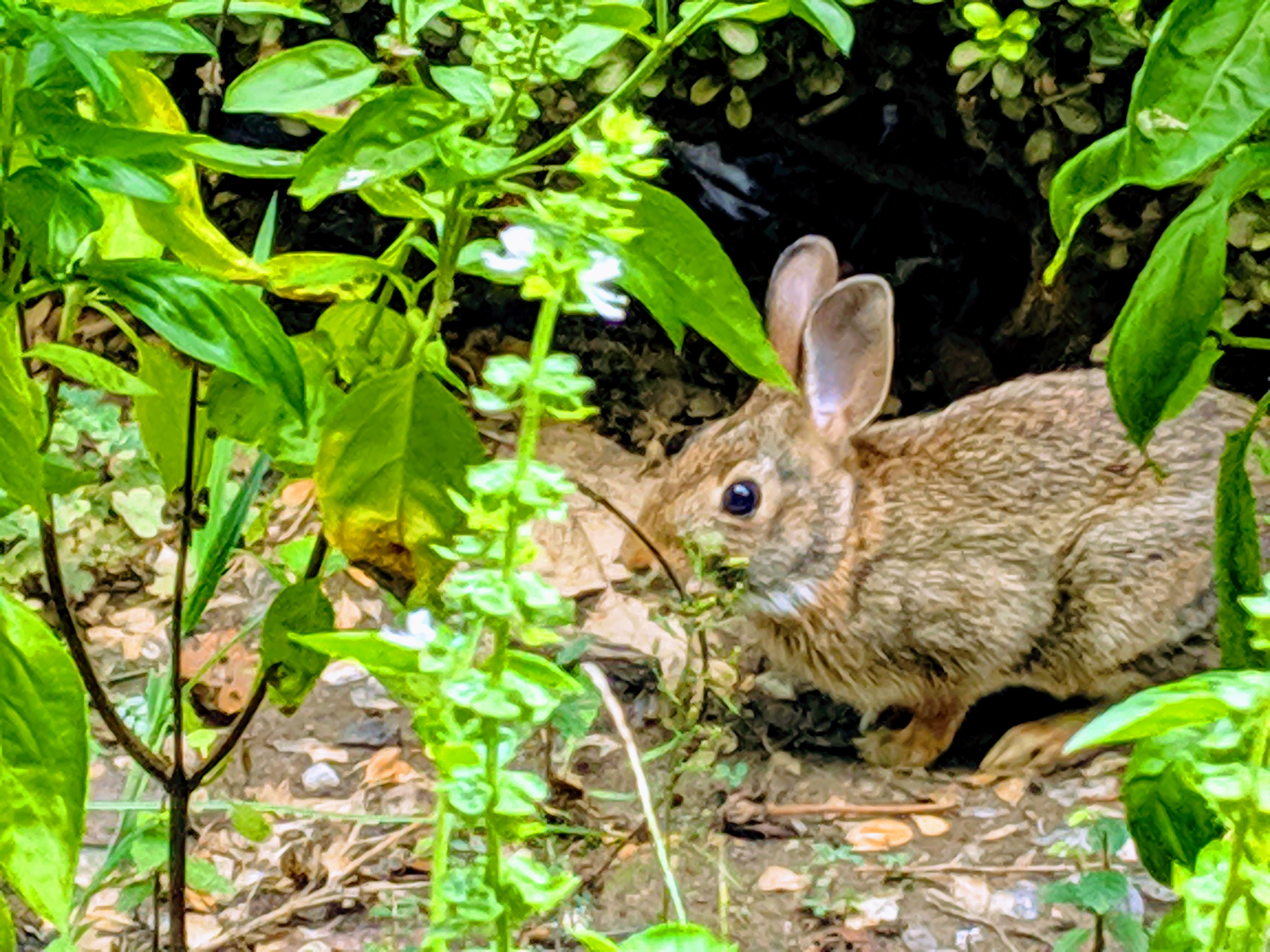 Welcome Home to 3711 Armadillo Drive