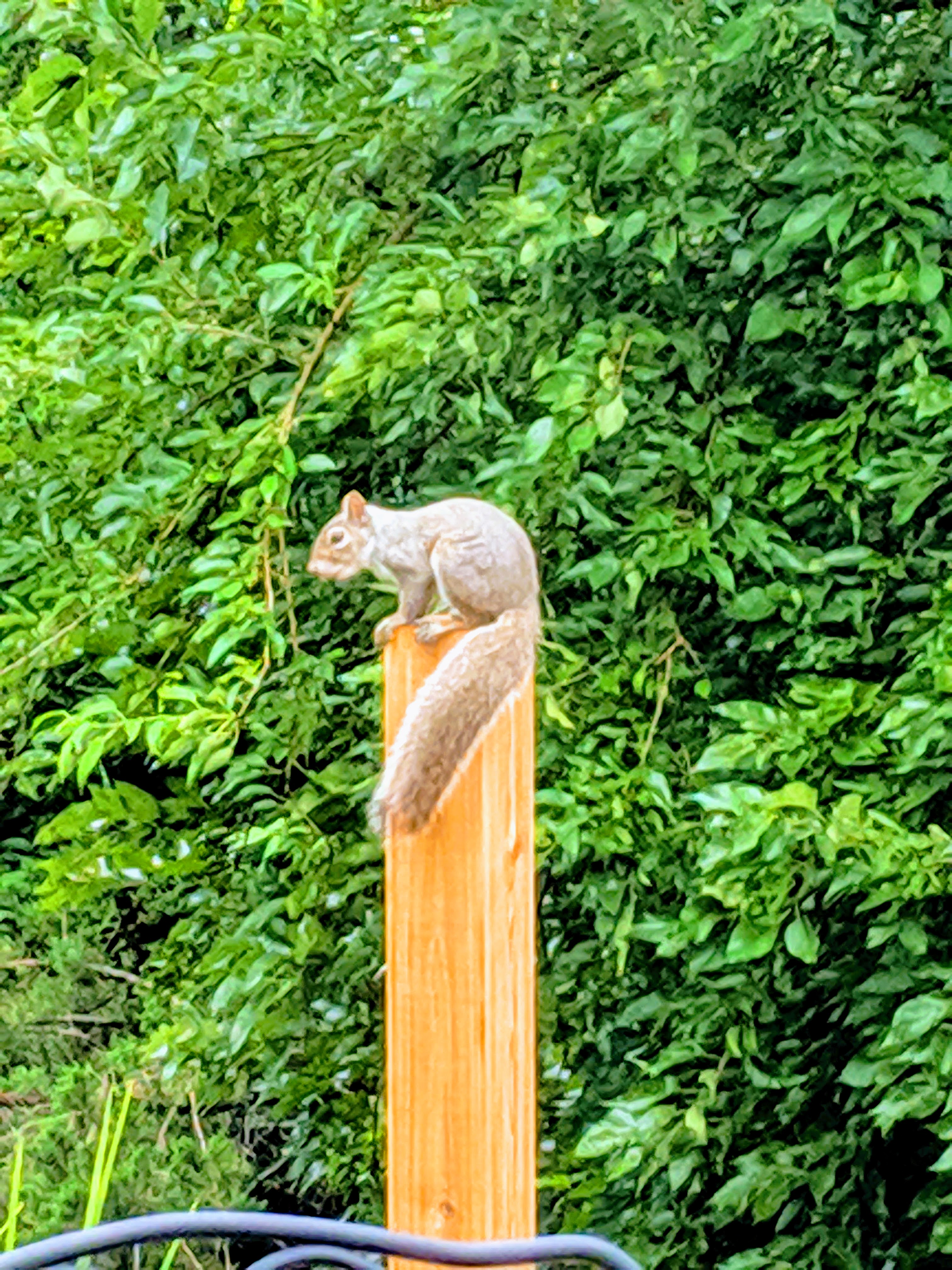 EFFECTS edited squirrel