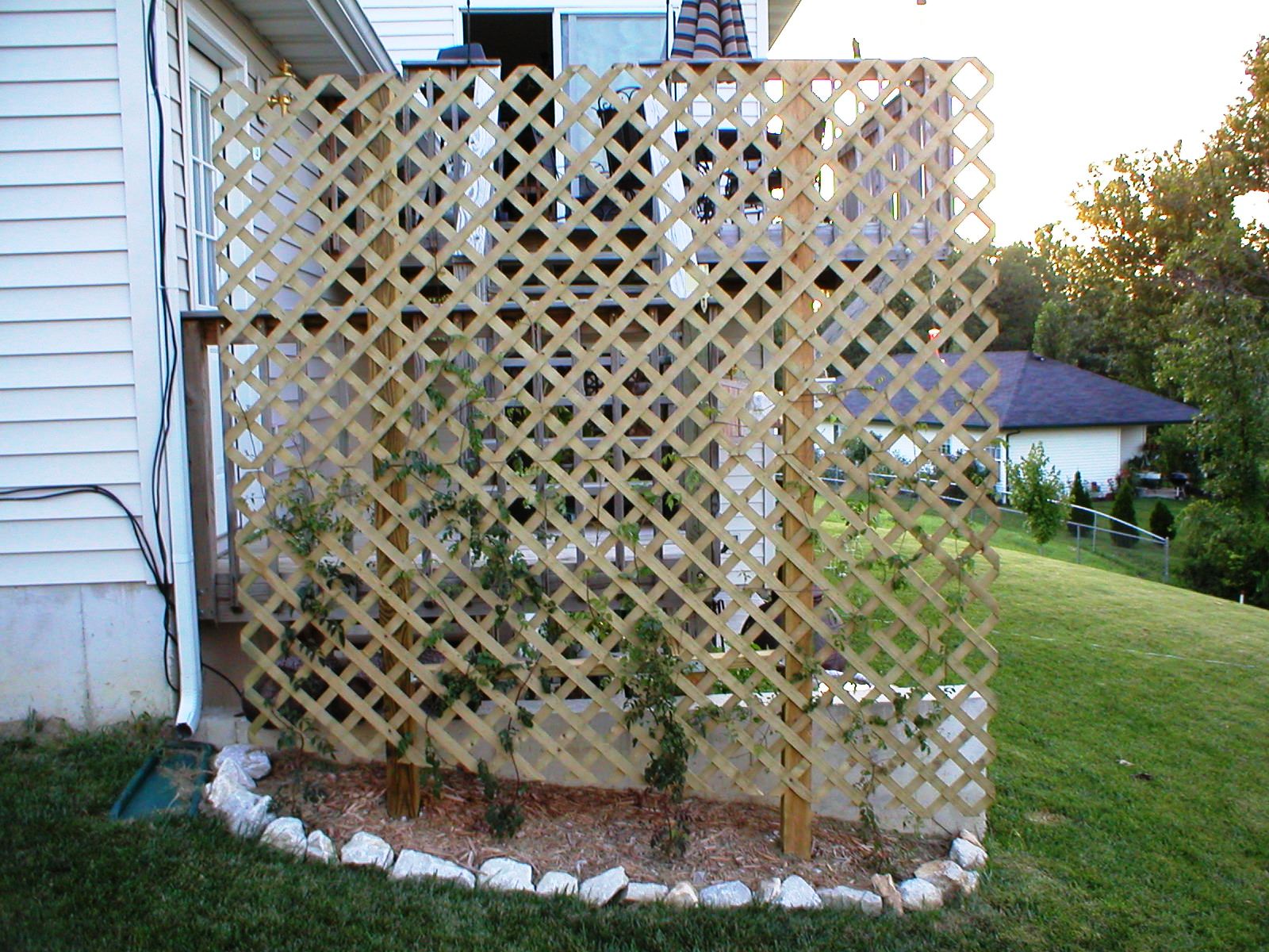 Hummingbird vines 7 04