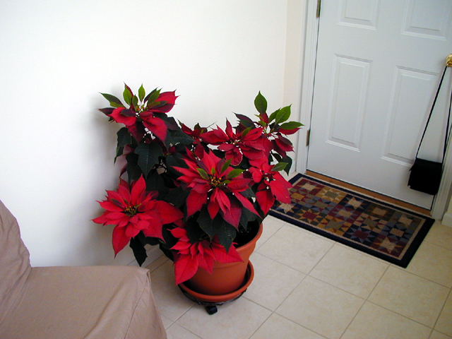 Poinsettia