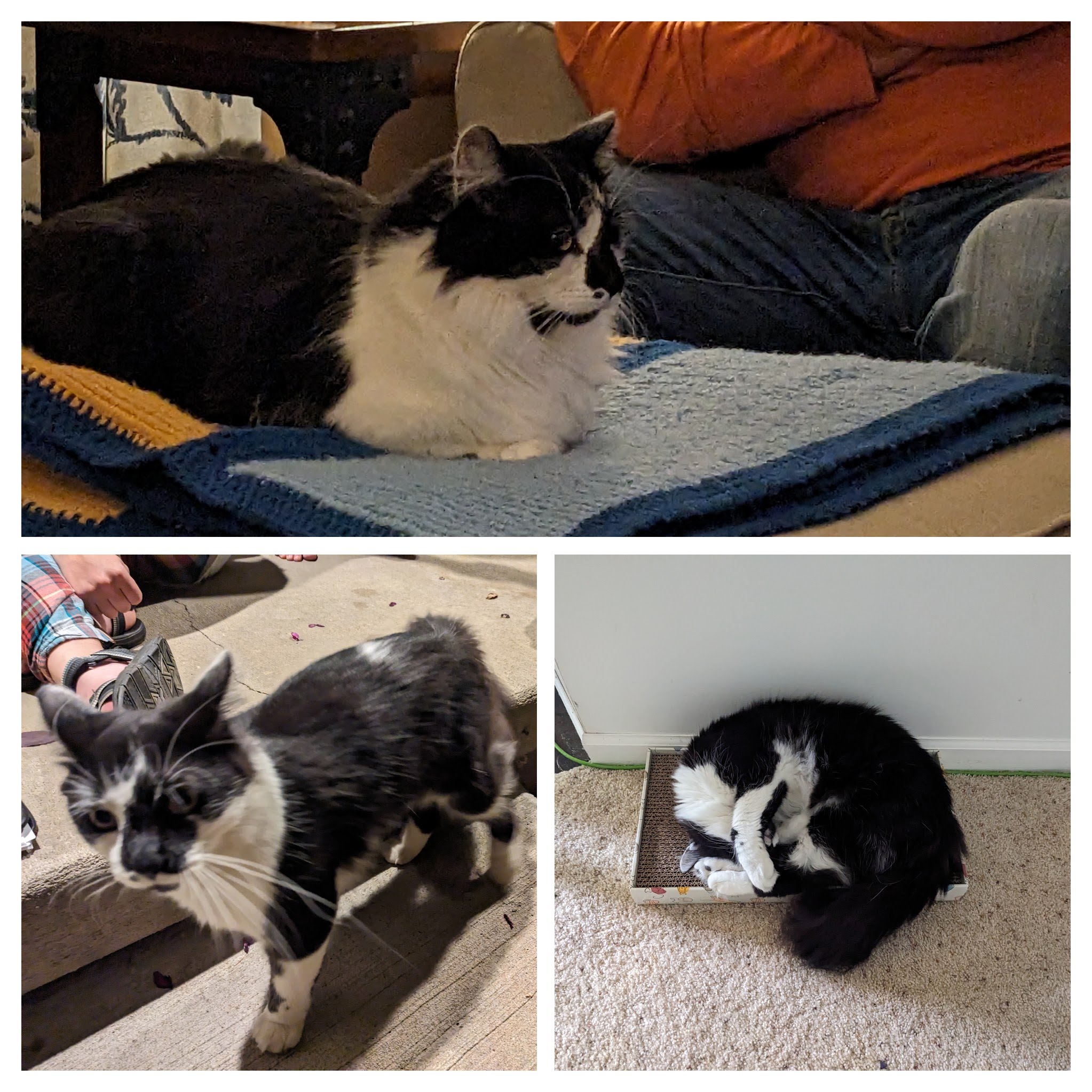 PXL 20230929 021258579.MP COLLAGE