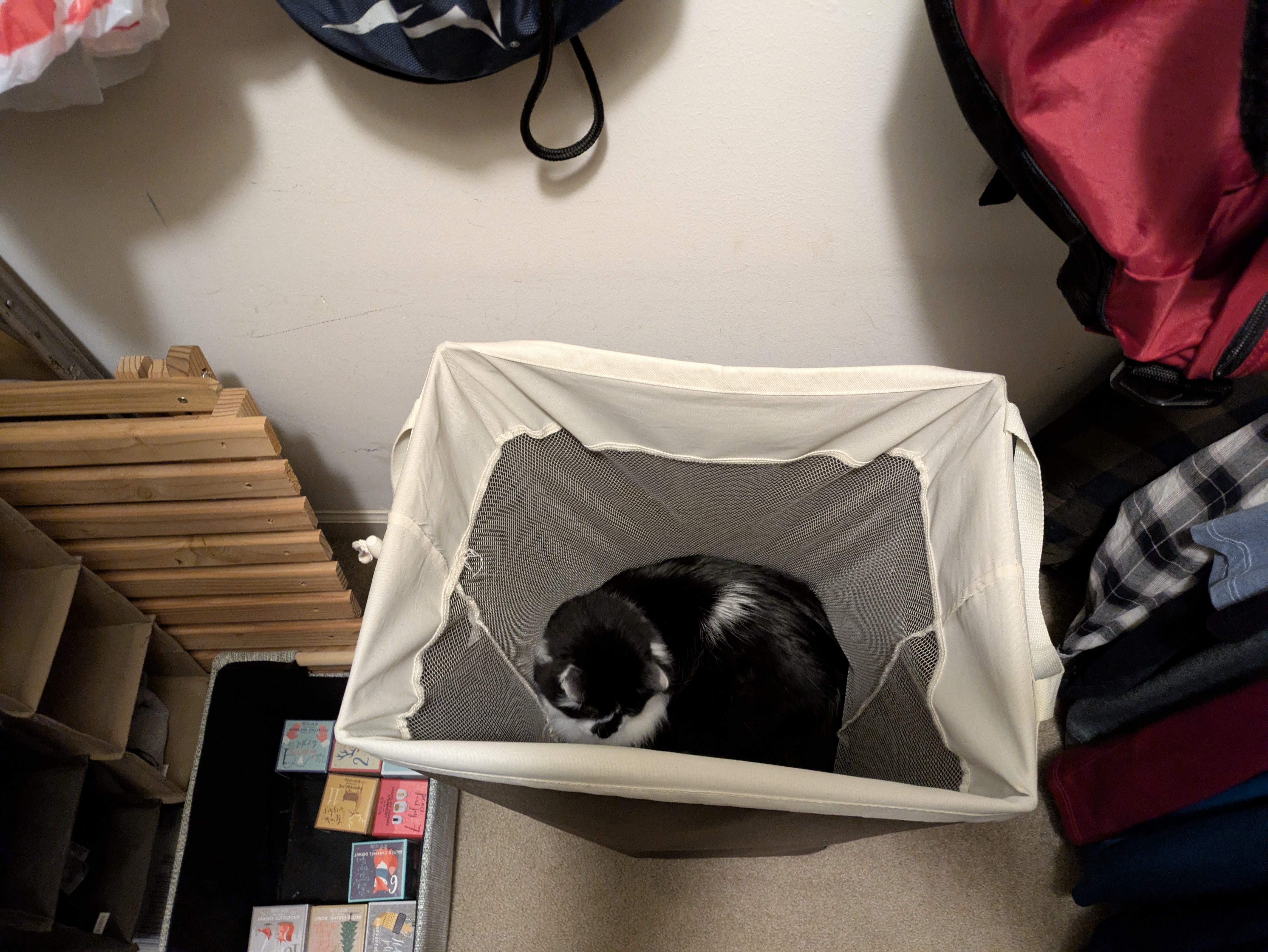 PXL 20250121 002005668.RAW 01.MP.COVER