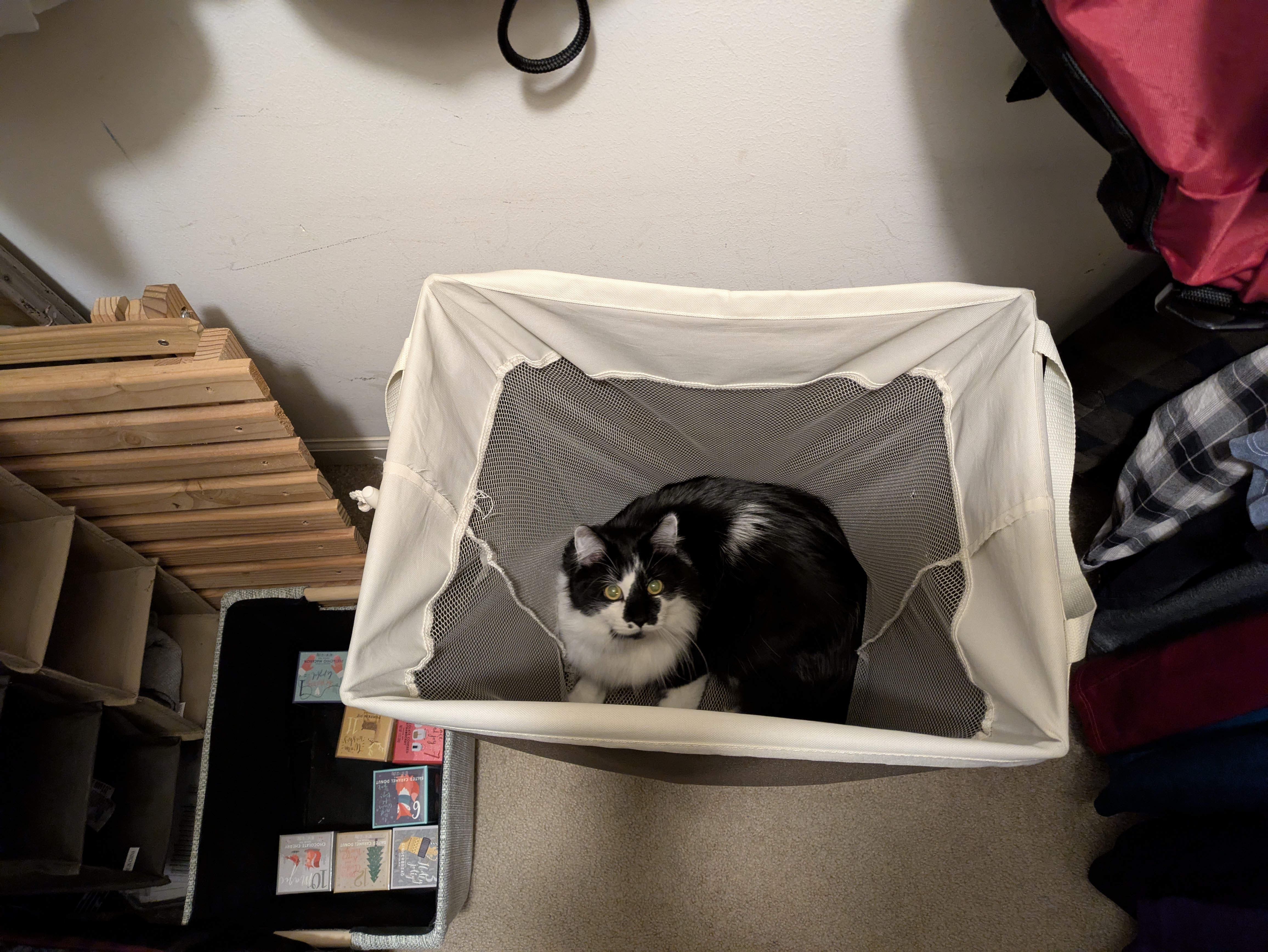 PXL 20250121 002008812.RAW 01.MP.COVER