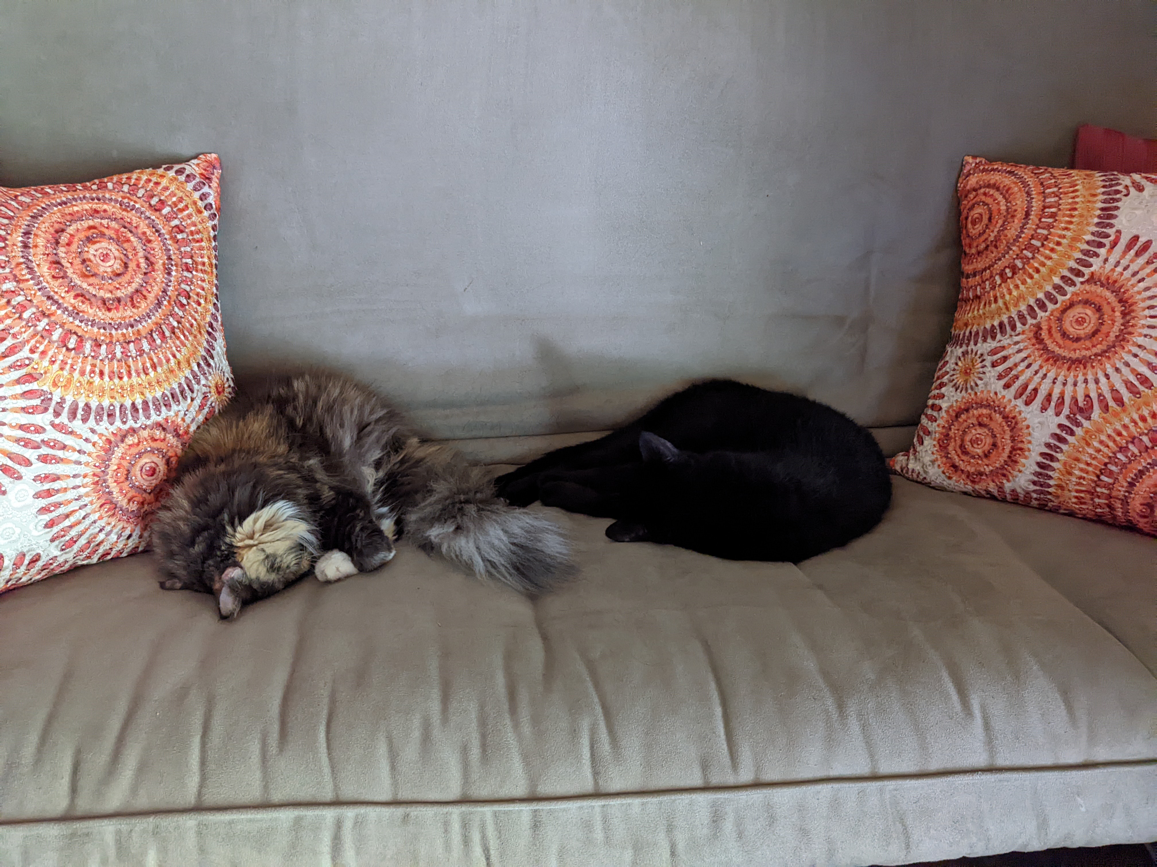 PXL 20220719 180138538