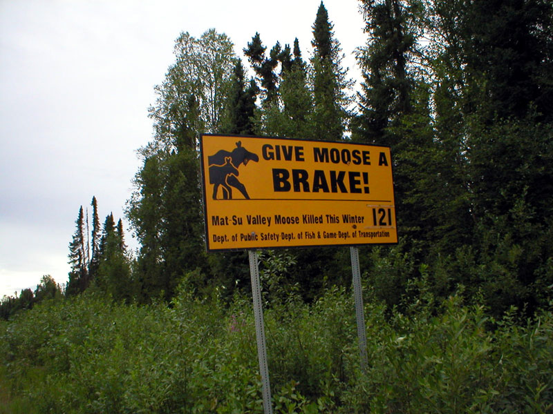 Dont hit the Moose