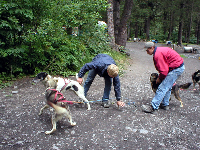Hooking Up the Sled Dogs 1