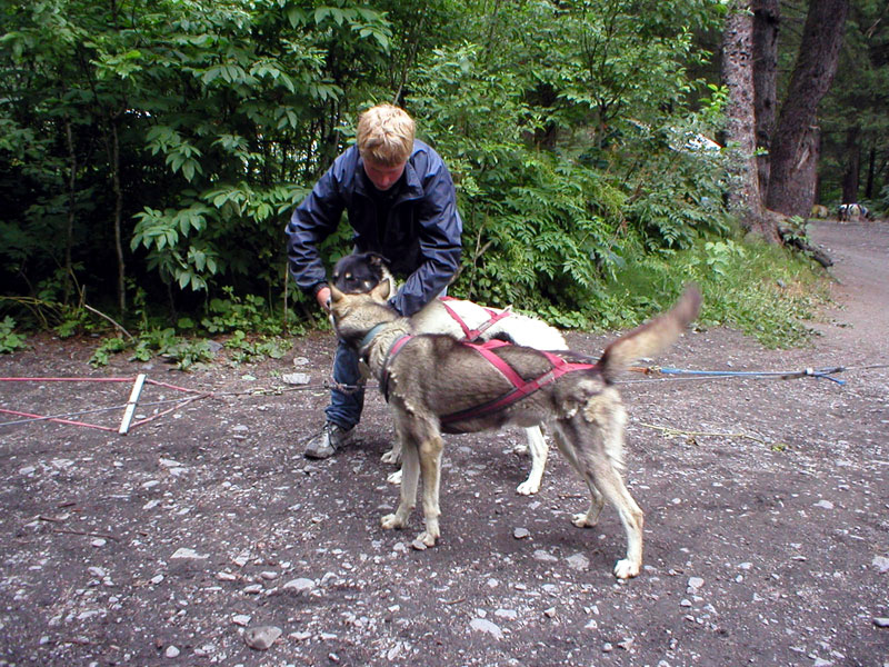 Hooking Up the Sled Dogs 2