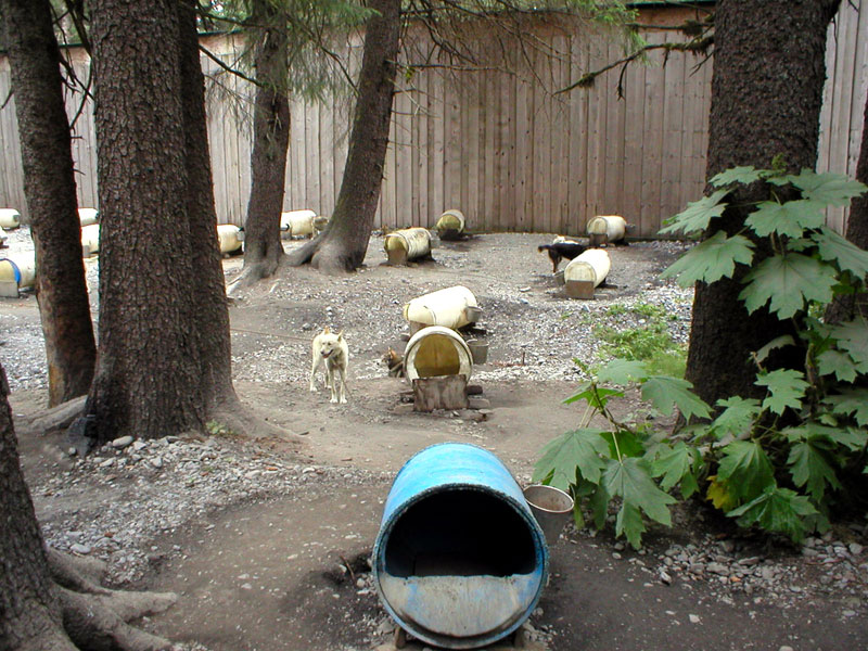 Sled Dog Kennel 3