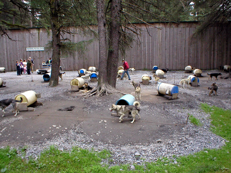 Sled Dog Kennel 4