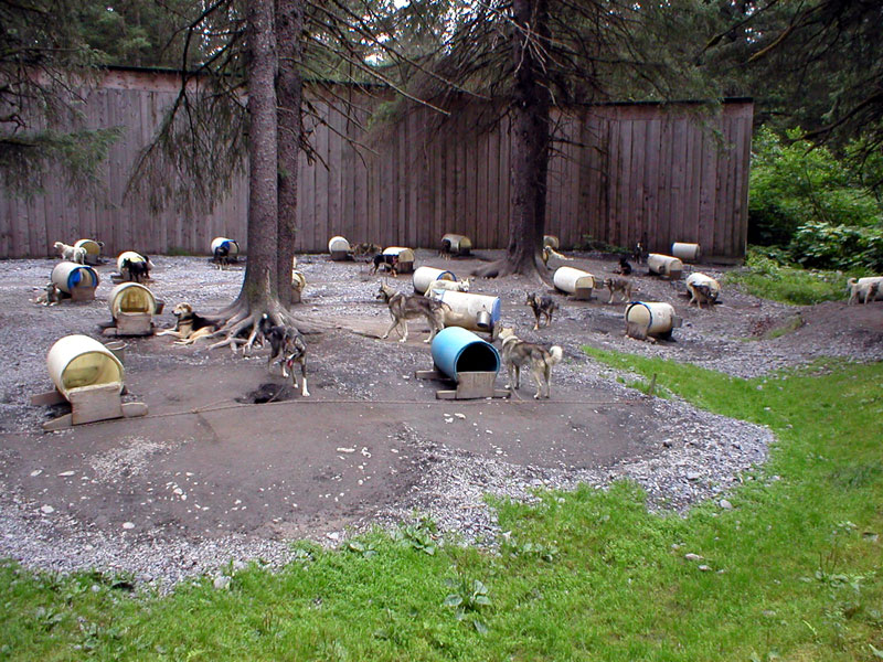 Sled Dog Kennel 5