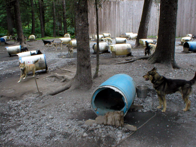 Sled Dog Kennel 6