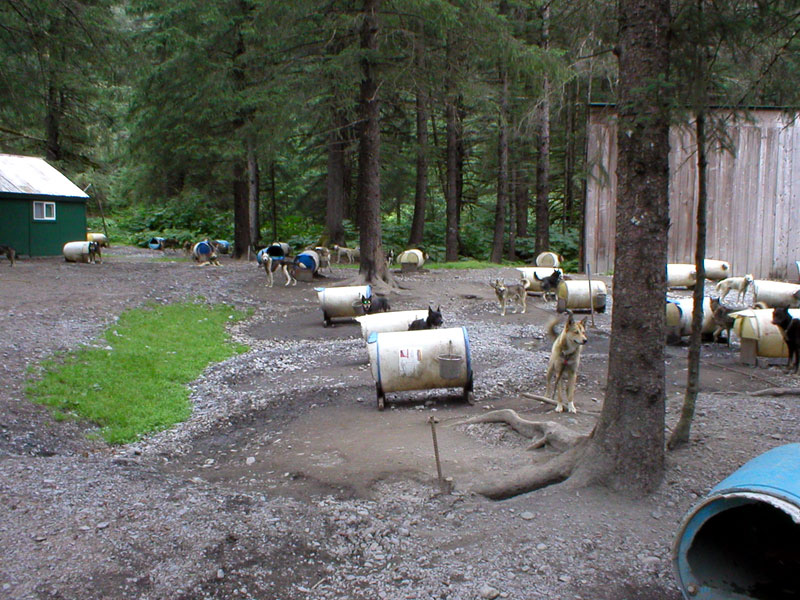 Sled Dog Kennel 7