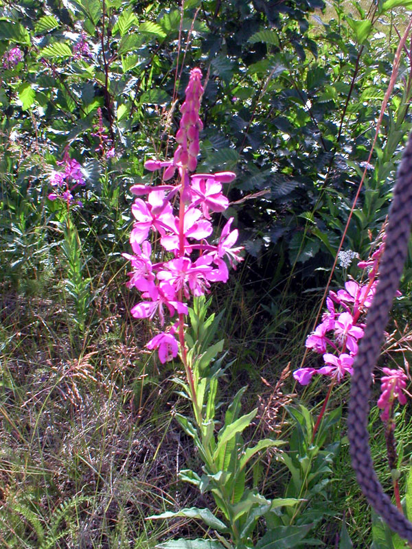 Fireweed 2
