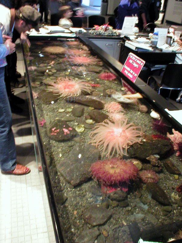 Anemone Tank