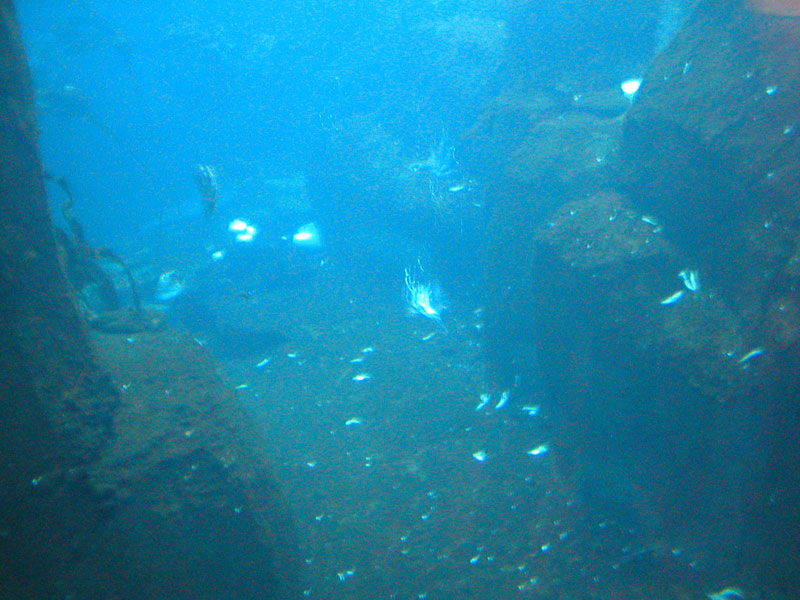 Bird Diving for Food 2