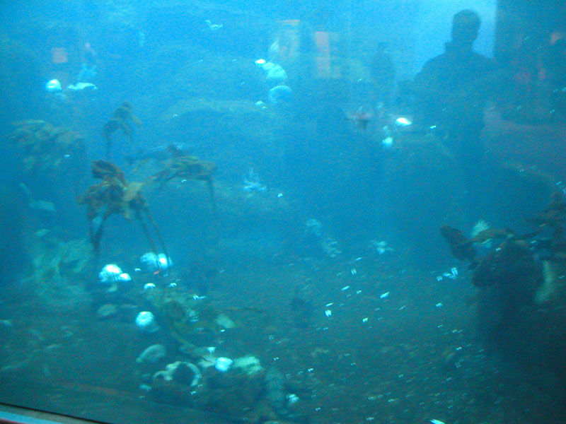 Bird Diving for Food