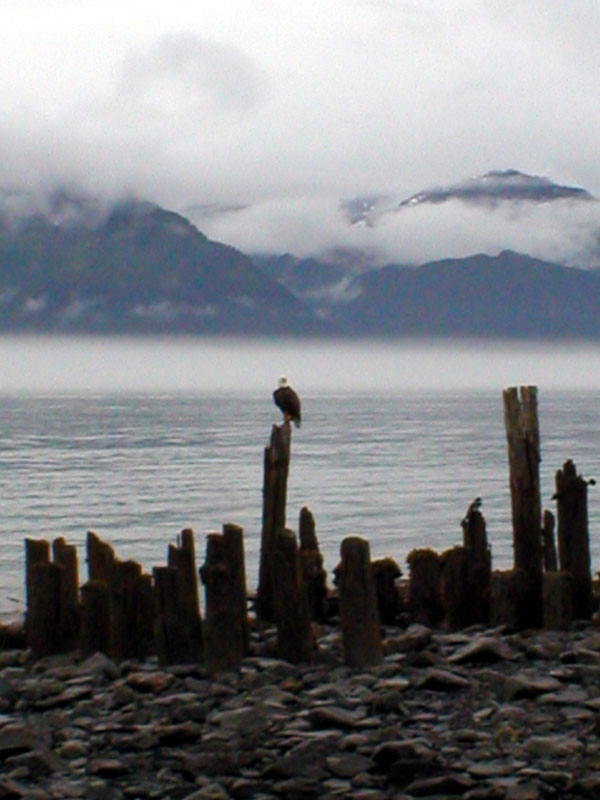 Eagle at the beach 2