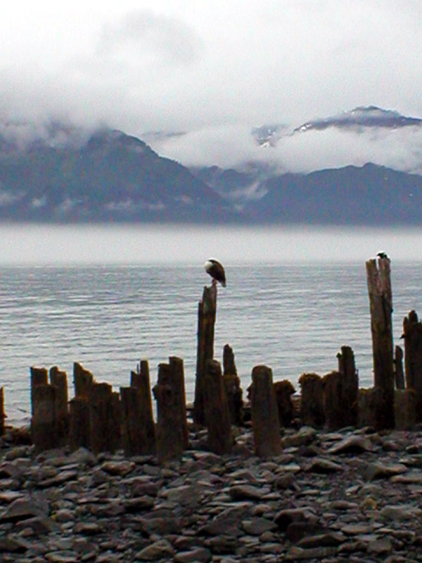 Eagle at the beach 3