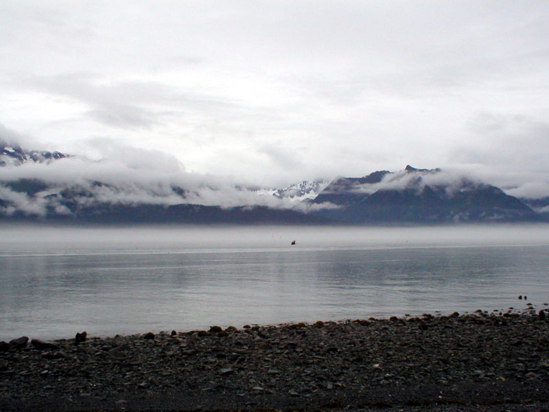 Eagle at the beach flying