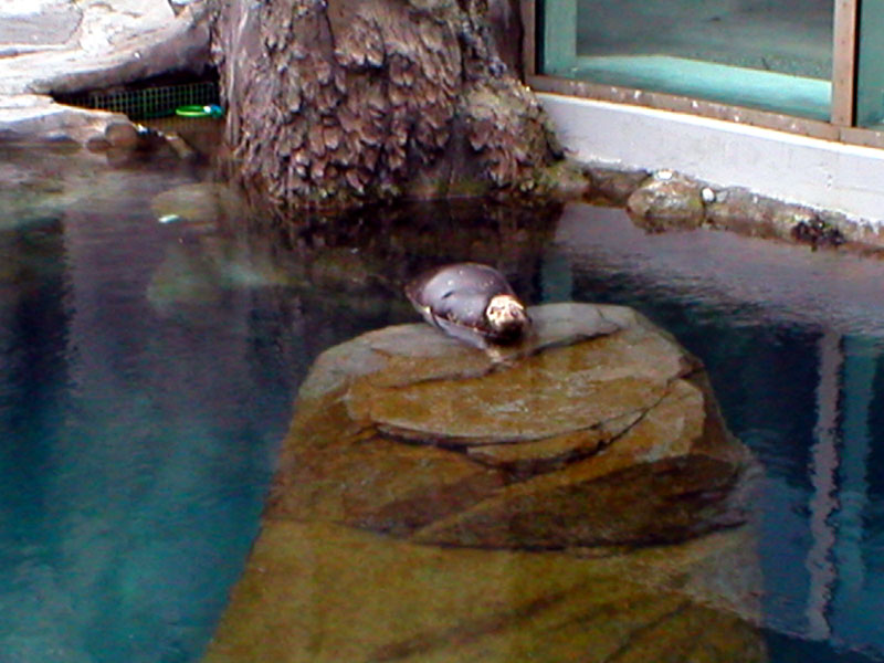 Harbor Seal 1