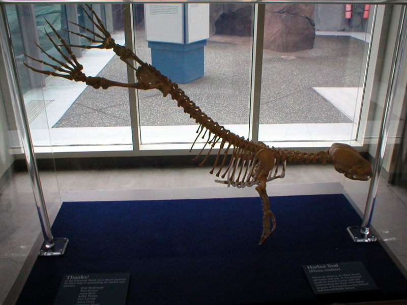 Harbor Seal Skeleton