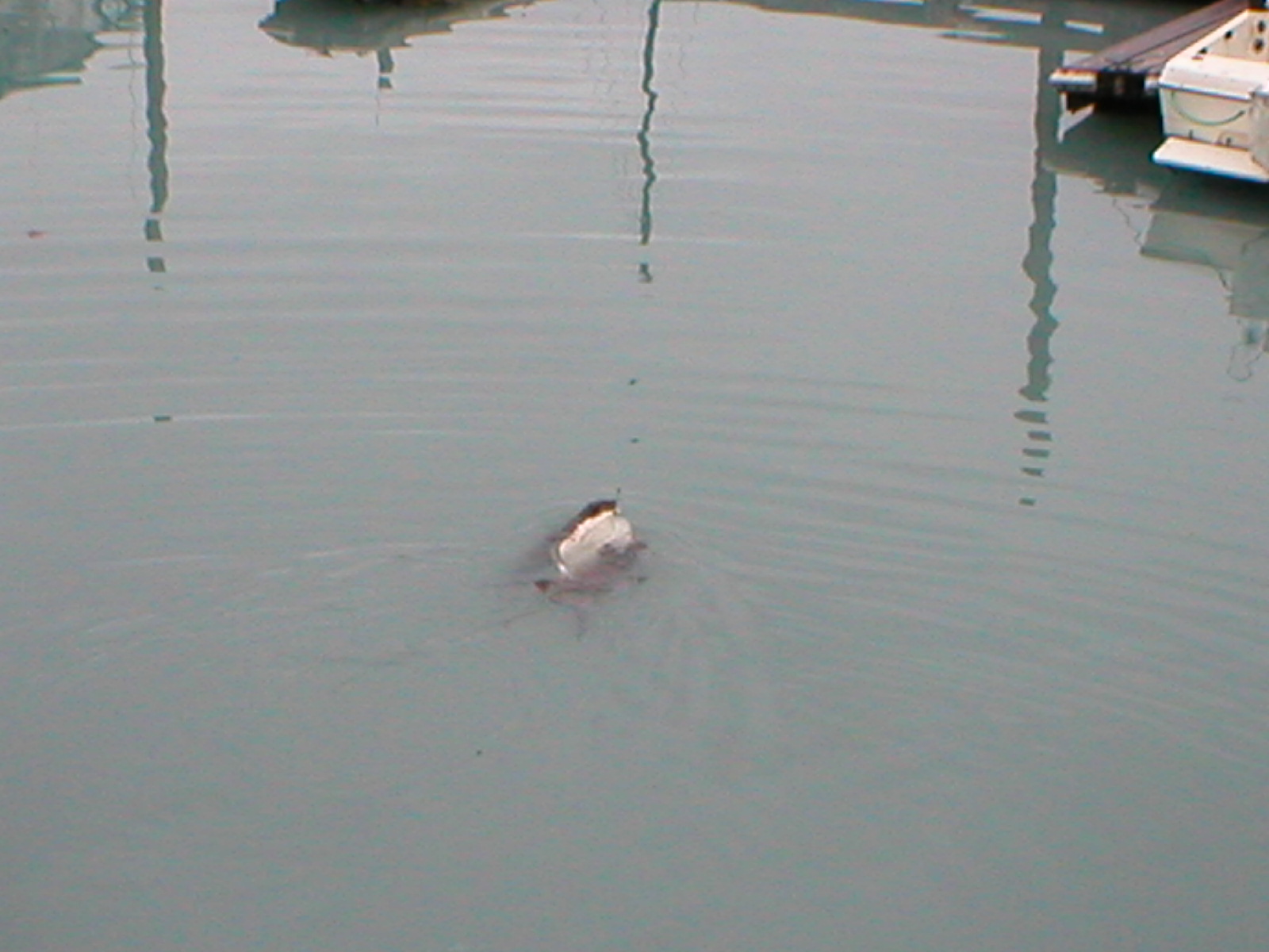 Otters wrestling over halibut