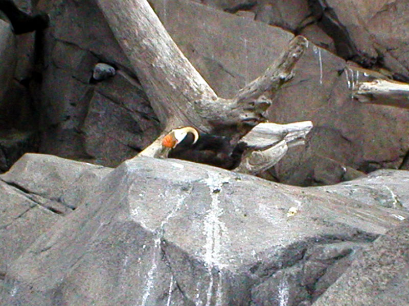 Puffin 2