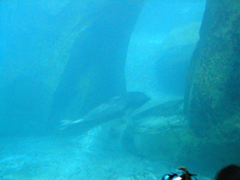 Swimming Harbor Seal 1