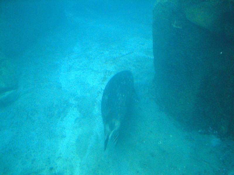 Swimming Harbor Seal 2