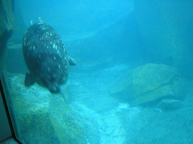 Swimming Harbor Seal 3