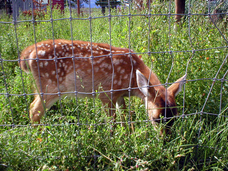 Black tailed Sitka deer faw
