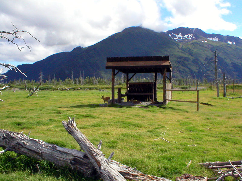 Black tailed Sitka deer