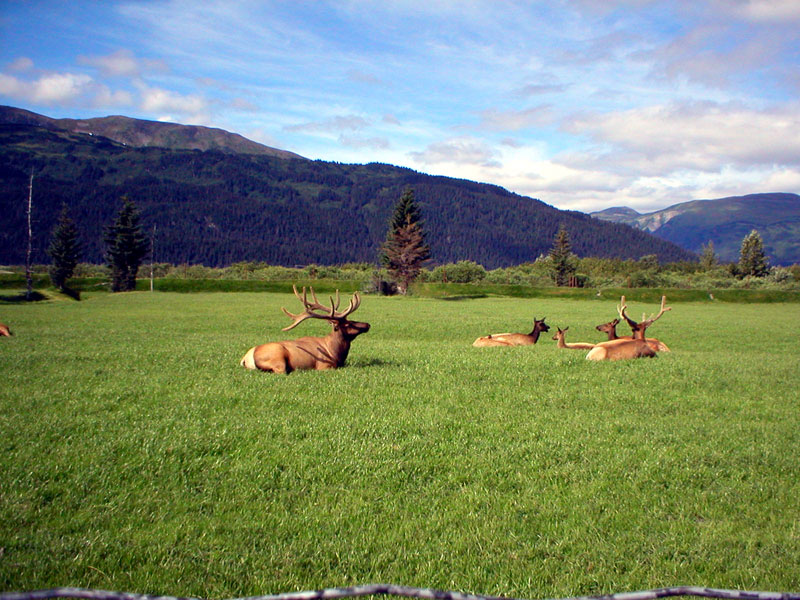 Elk