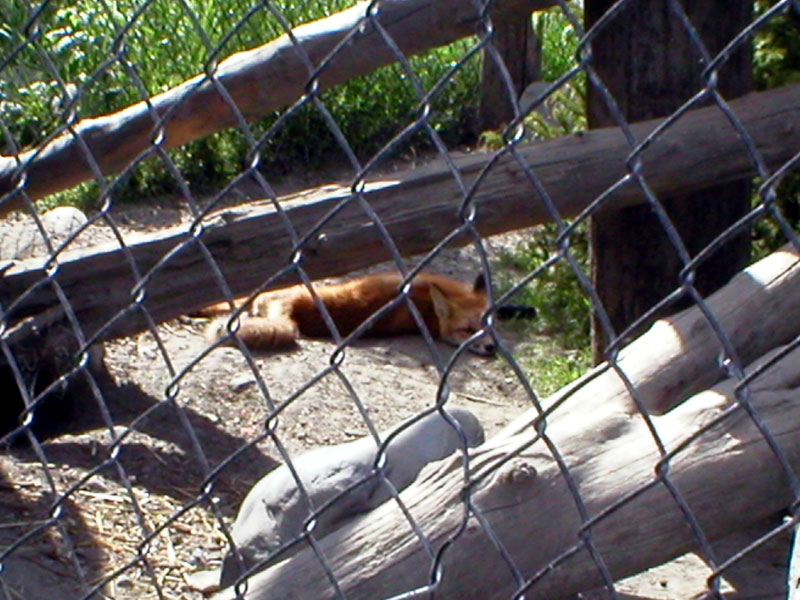 Fox Kit 2