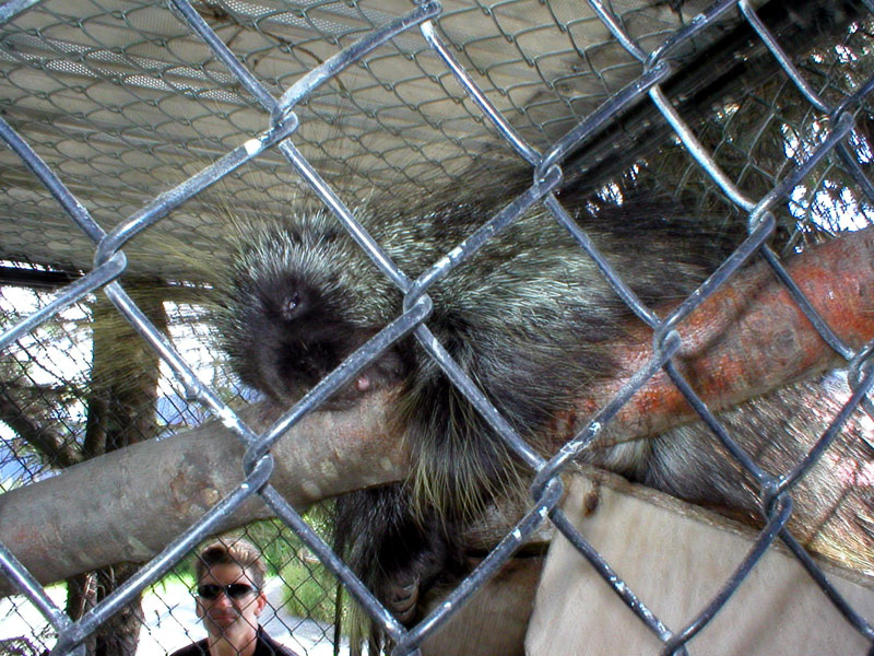 Porcupine 2