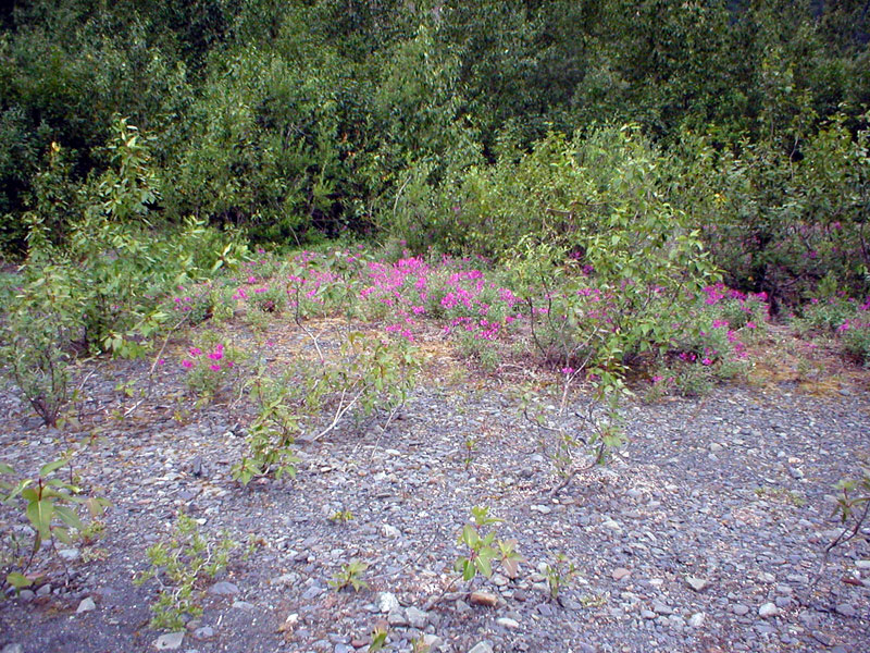 Dwarf Fireweed