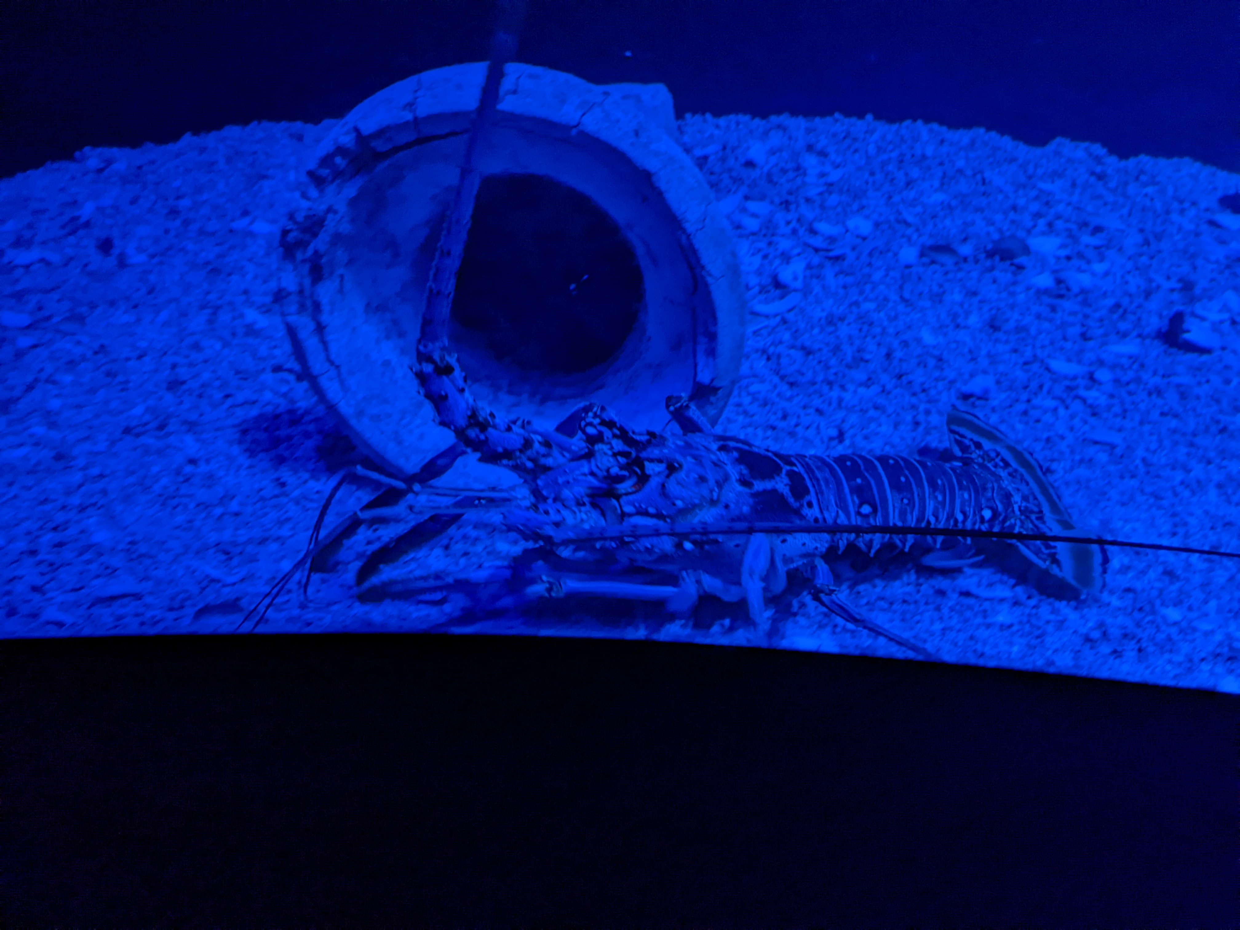 PXL 20220331 191648937