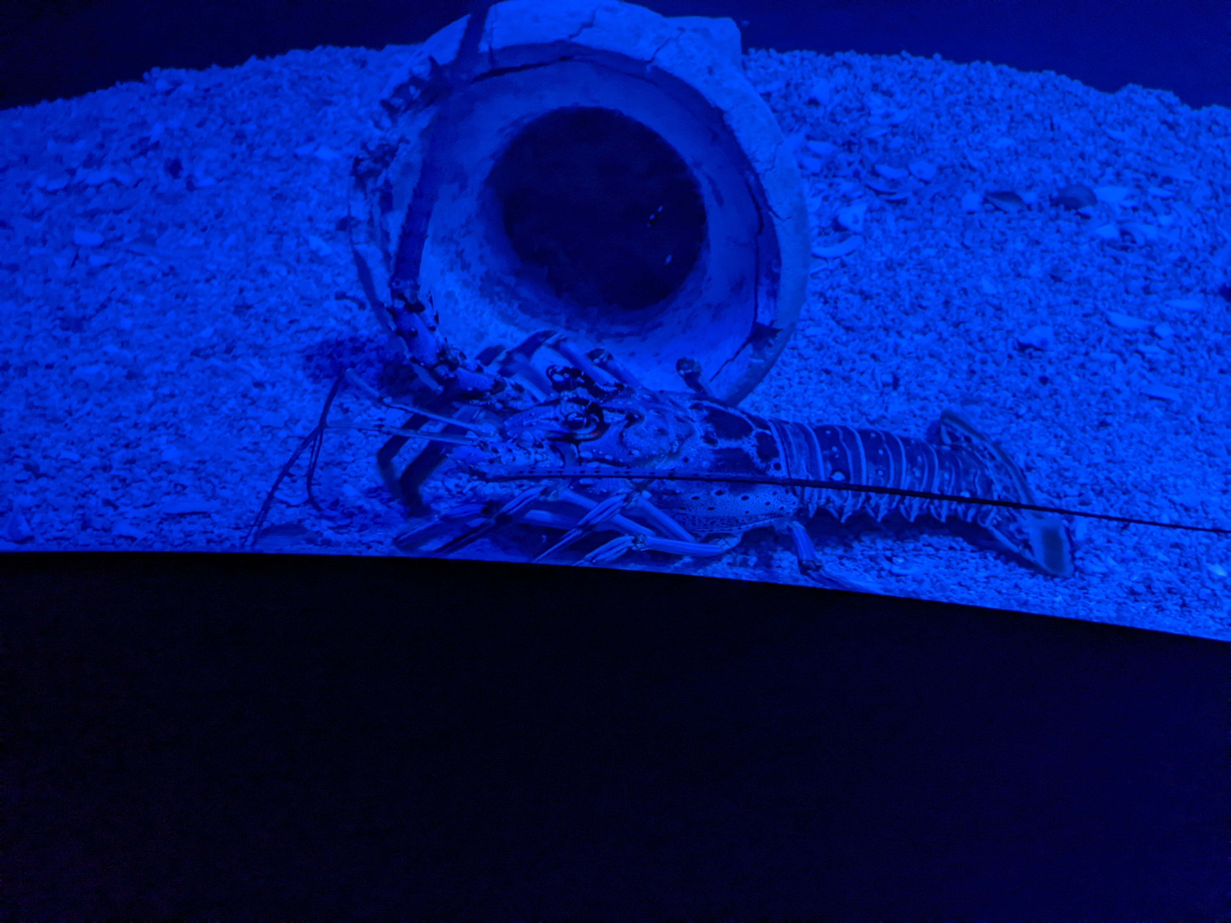 PXL 20220331 191649435