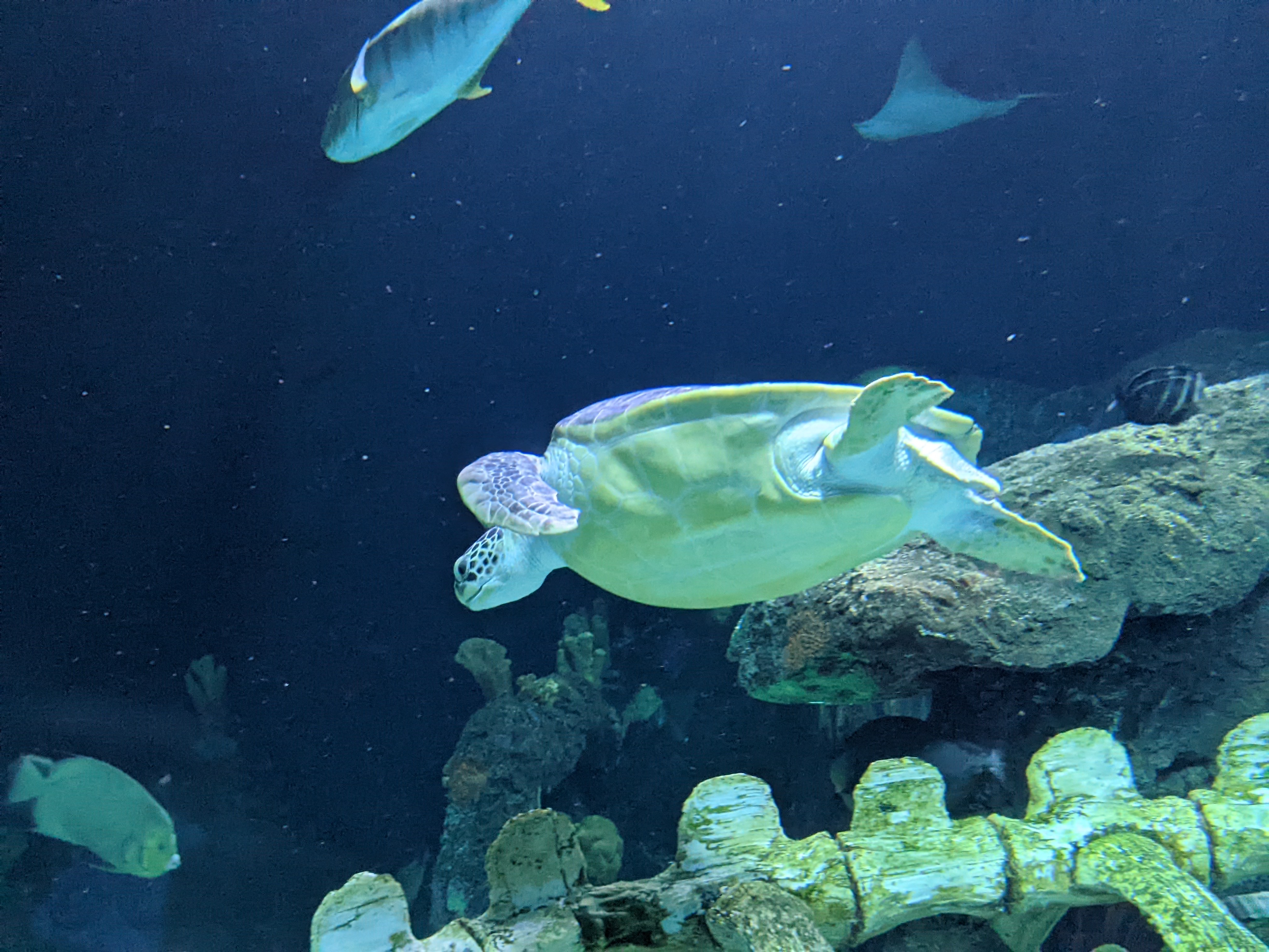 PXL 20220331 195409162