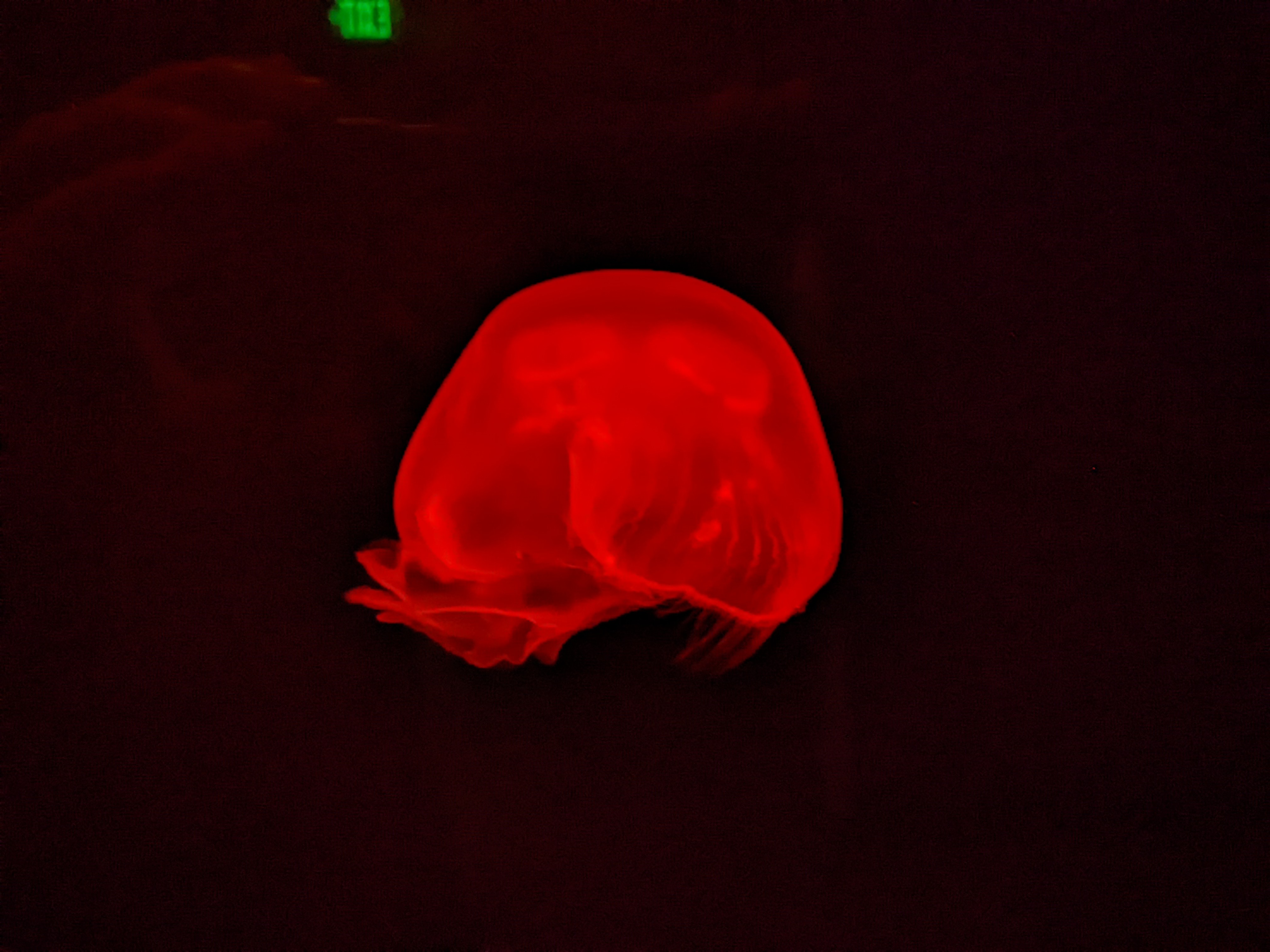 PXL 20220331 195911049